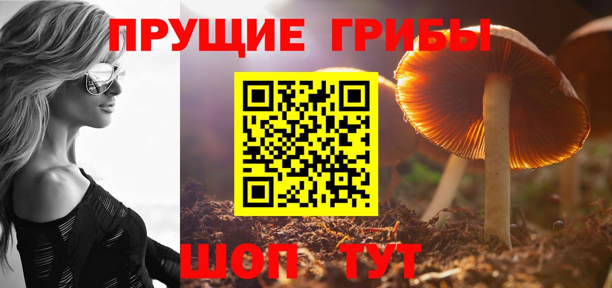 Кстово  Псилоцибиновые грибы Psilocybe  Вход с VPN  Псилоцибиновые грибы прущие грибы 